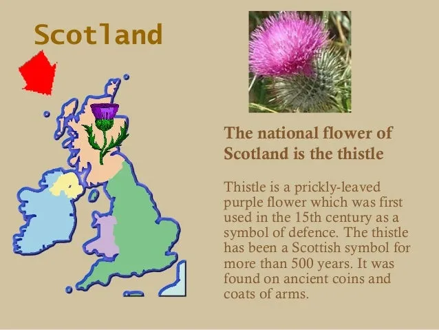 Alexander Thistle Kilt Pin